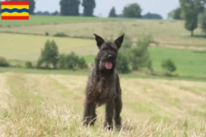 Lees meer over het artikel Bouvier des Ardennes fokkers en pups in Overijssel
