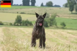 Lees meer over het artikel Bouvier des Ardennes fokkers en pups in Rijnland-Palts