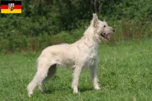 Lees meer over het artikel Bouvier des Ardennes fokkers en pups in Saarland