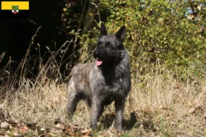 Lees meer over het artikel Bouvier des Ardennes fokkers en pups in Saksen-Anhalt