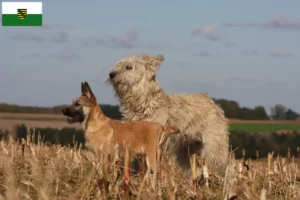 Lees meer over het artikel Bouvier des Ardennes fokkers en pups in Saksen