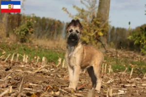 Lees meer over het artikel Bouvier des Ardennes fokkers en pups in Sleeswijk-Holstein