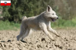 Lees meer over het artikel Bouvier des Ardennes fokkers en pups in Thüringen