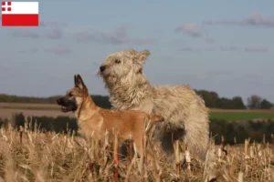 Lees meer over het artikel Bouvier des Ardennes fokkers en pups in Utrecht