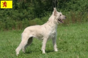 Lees meer over het artikel Bouvier des Ardennes fokkers en pups in Zuid-Holland