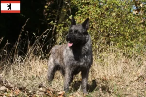 Lees meer over het artikel Bouvier des Ardennes fokkers en pups in Berlijn