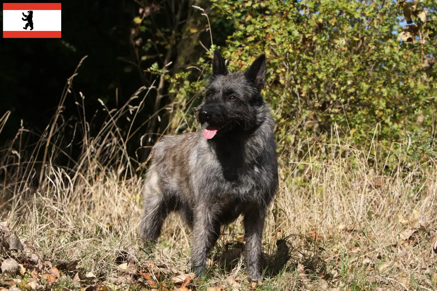 Lees meer over het artikel Bouvier des Ardennes fokkers en pups in Berlijn
