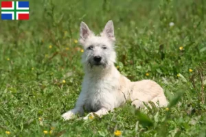 Lees meer over het artikel Bouvier des Ardennes fokkers en pups in Groningen