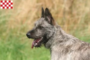 Lees meer over het artikel Bouvier des Ardennes fokkers en pups in Noord-Brabant