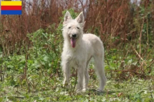 Lees meer over het artikel Bouvier des Ardennes fokkers en pups in Noord-Holland