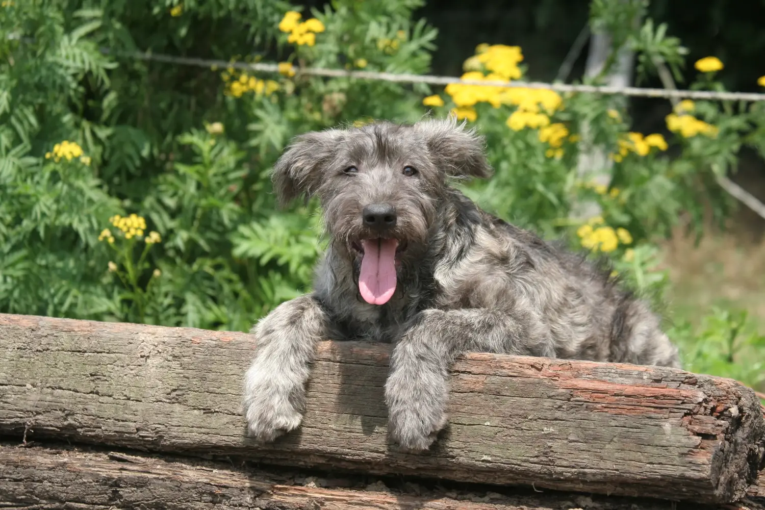 Een Bouvier des Ardennes puppy kopen betekent verantwoordelijkheid nemen! Bouvier des Ardennes puppy's kopen.