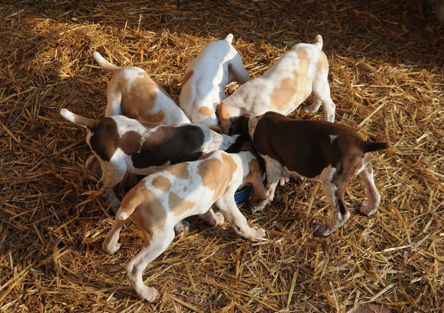 Een Bracco Italiano puppy kopen betekent verantwoordelijkheid nemen! Bracco Italiano puppy's kopen.