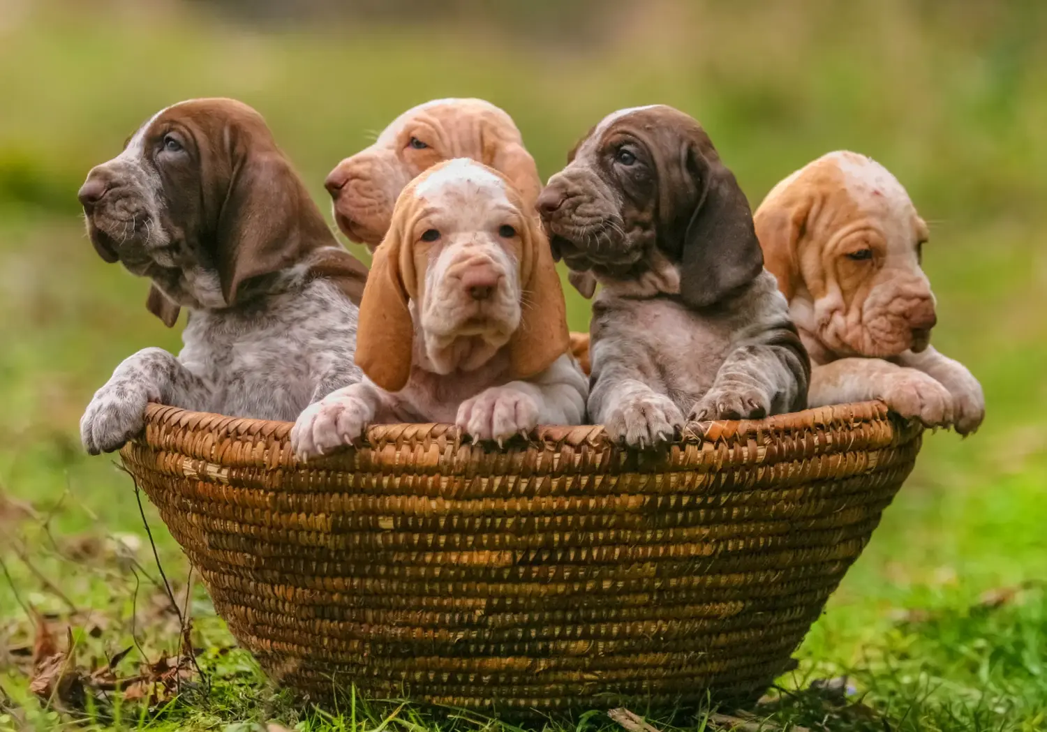 Een Bracco Italiano puppy kopen betekent verantwoordelijkheid nemen! Bracco Italiano puppy's kopen.