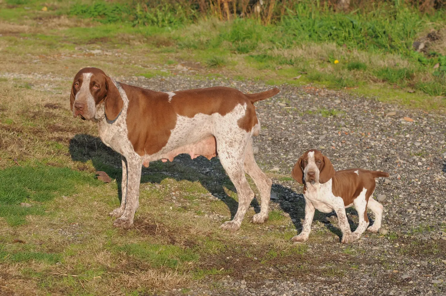 Een Bracco Italiano puppy kopen betekent verantwoordelijkheid nemen! Bracco Italiano puppy's kopen.