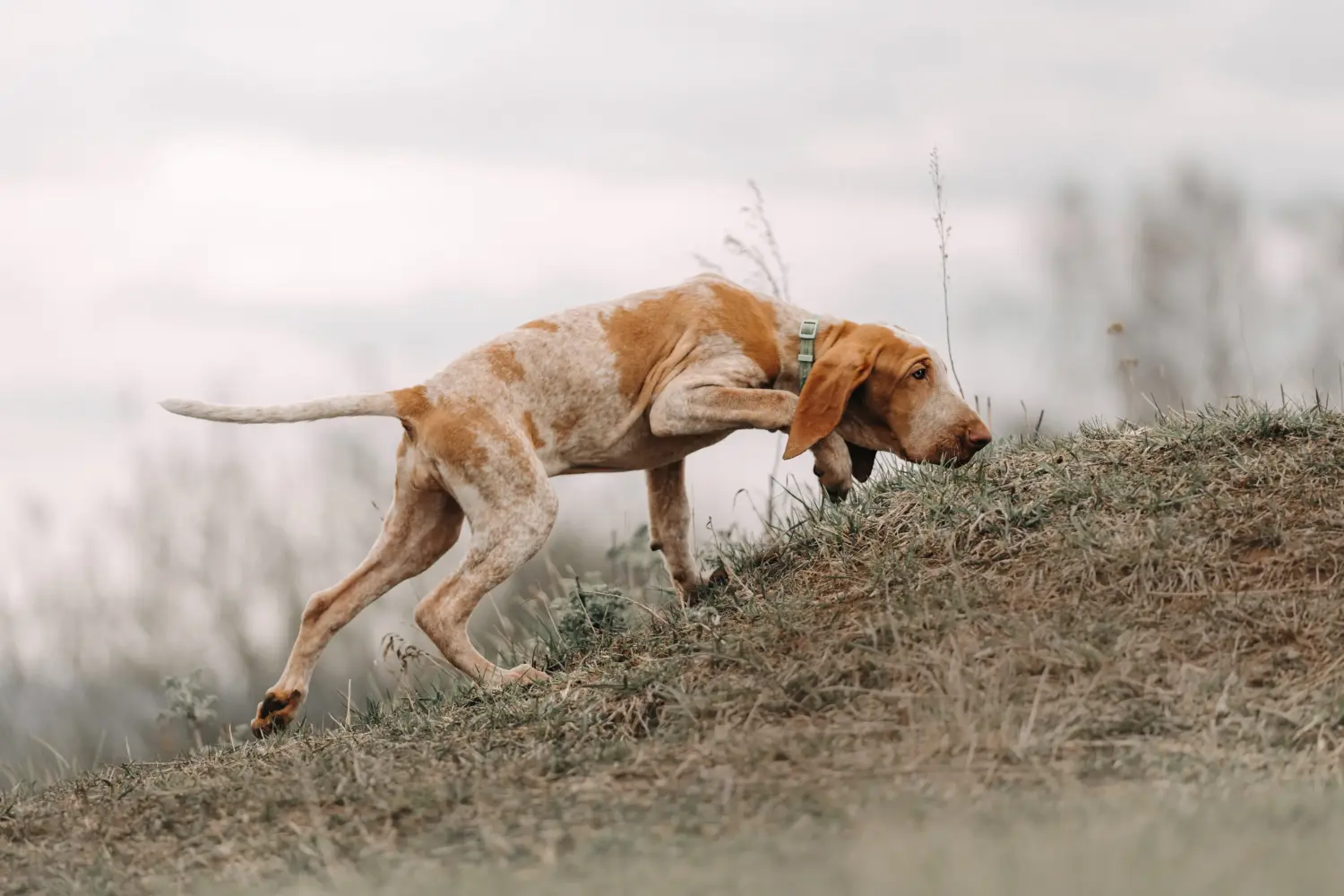 Een Bracco Italiano puppy kopen betekent verantwoordelijkheid nemen! Bracco Italiano puppy's kopen.
