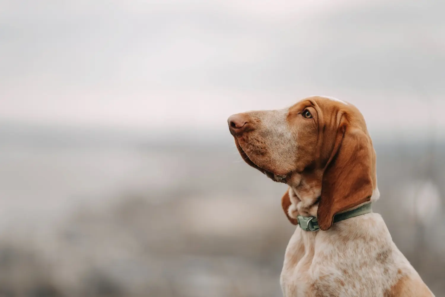 Een Bracco Italiano puppy kopen betekent verantwoordelijkheid nemen! Bracco Italiano puppy's kopen.