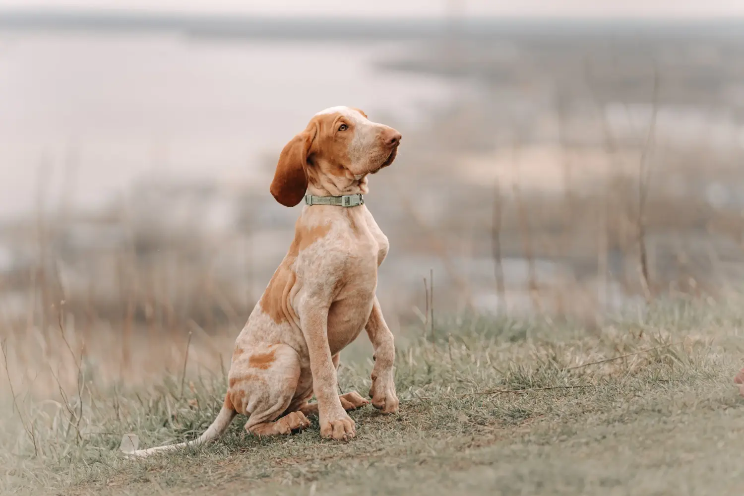 Een Bracco Italiano puppy kopen betekent verantwoordelijkheid nemen! Bracco Italiano puppy's kopen.