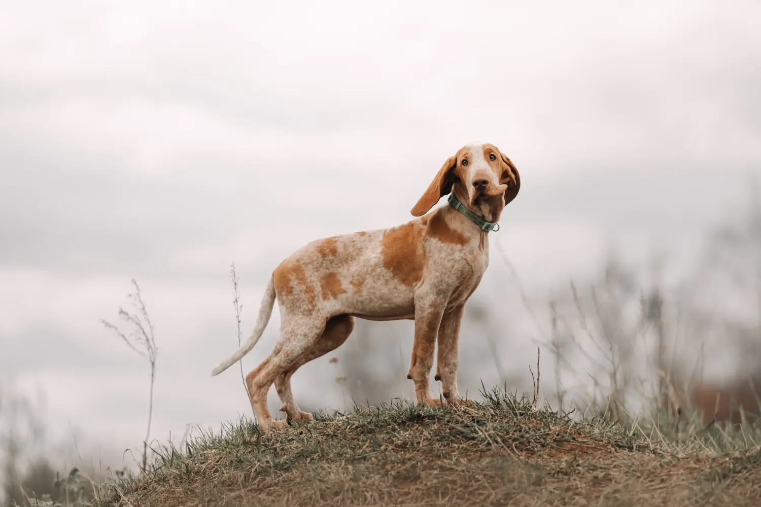 Een Bracco Italiano puppy kopen betekent verantwoordelijkheid nemen! Bracco Italiano puppy's kopen.