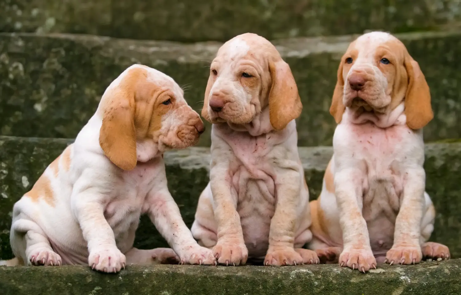Een Bracco Italiano puppy kopen betekent verantwoordelijkheid nemen! Bracco Italiano puppy's kopen.