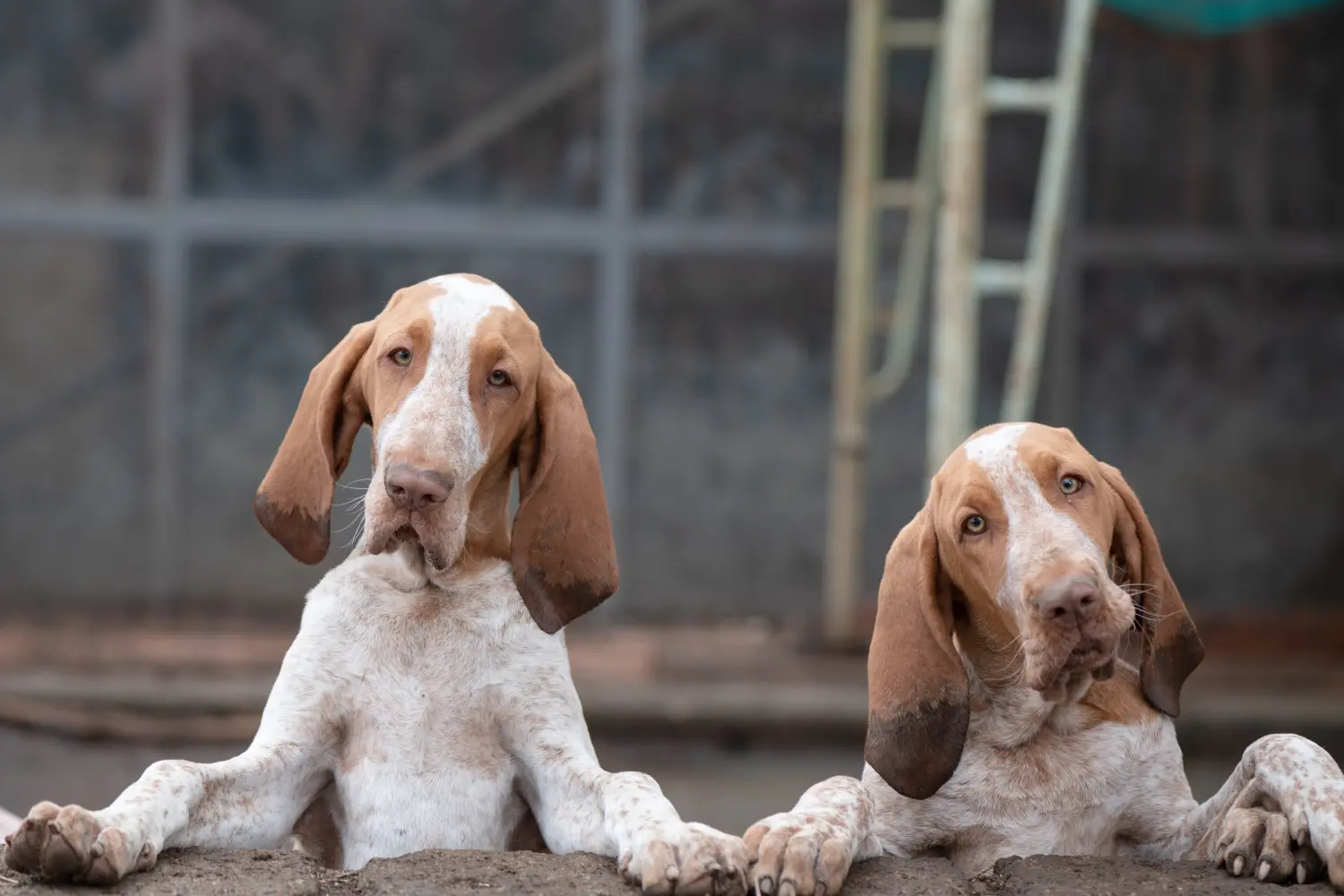 Een Bracco Italiano puppy kopen betekent verantwoordelijkheid nemen! Bracco Italiano puppy's kopen.