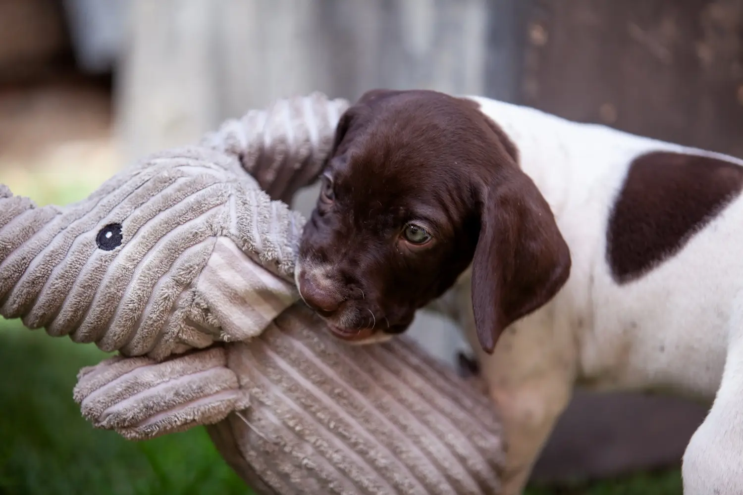 Een puppy van het type Braque français Pyrénées kopen betekent verantwoordelijkheid nemen! Braque français type Pyrénées puppy kopen.