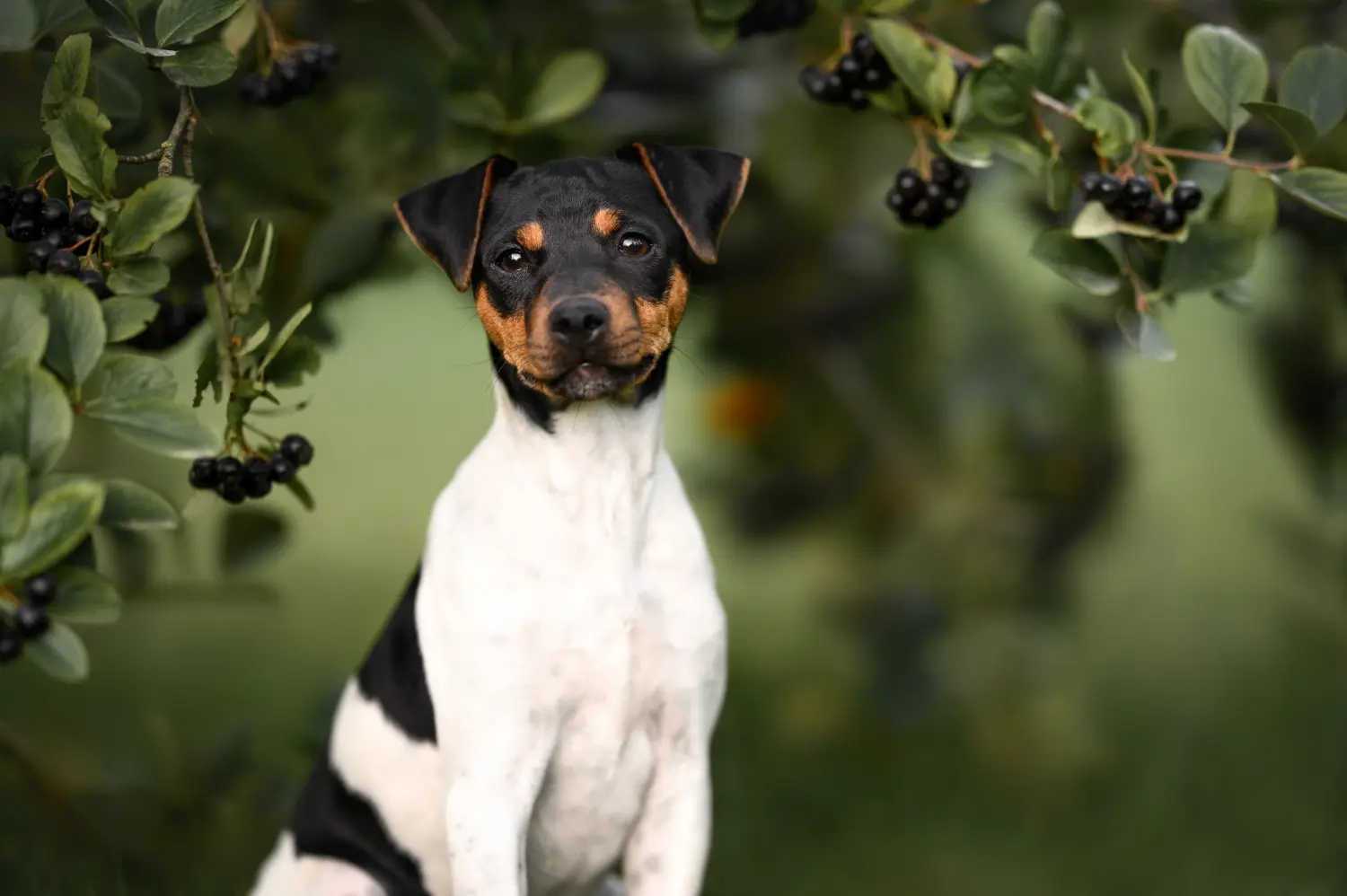 Een Braziliaanse Terrier puppy kopen betekent verantwoordelijkheid nemen! Braziliaanse Terrier puppy kopen.
