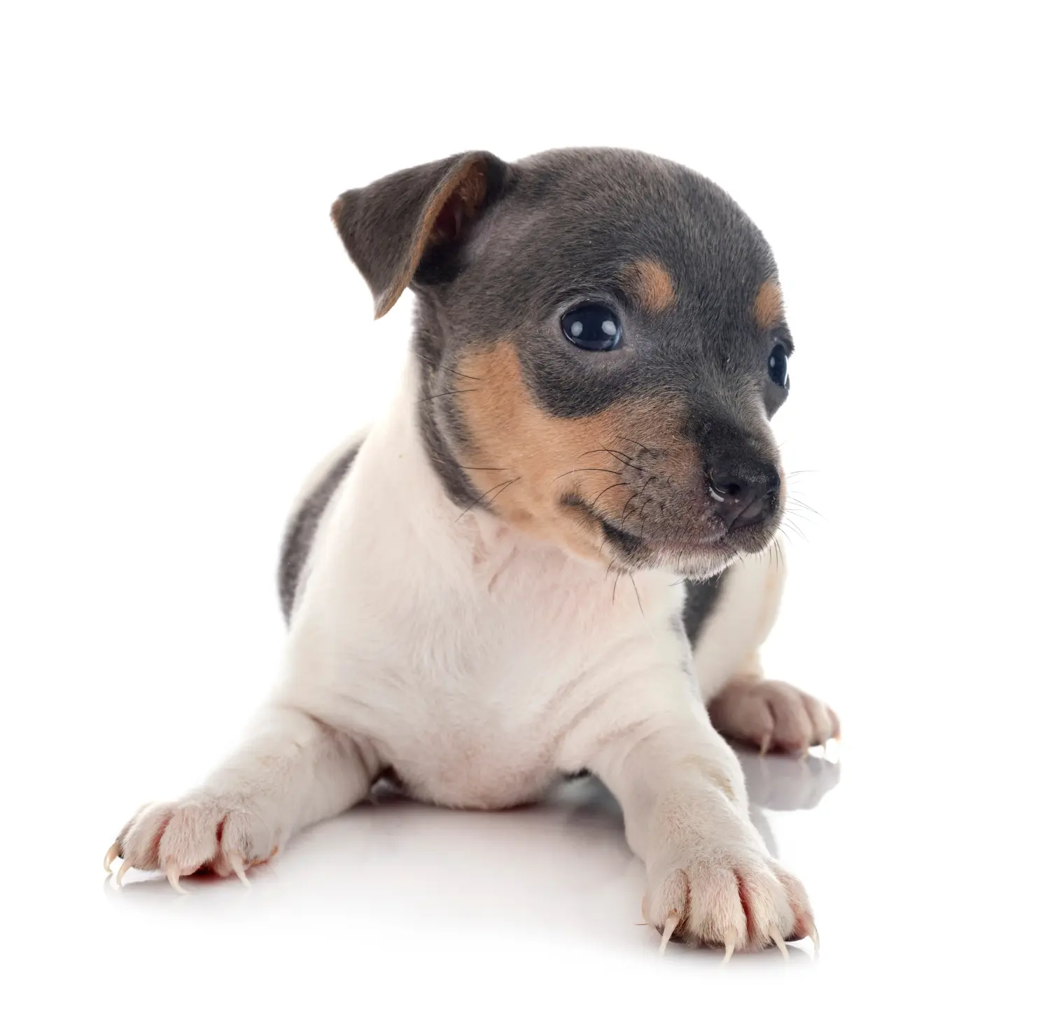 Een Braziliaanse Terrier puppy kopen betekent verantwoordelijkheid nemen! Braziliaanse Terrier puppy kopen.