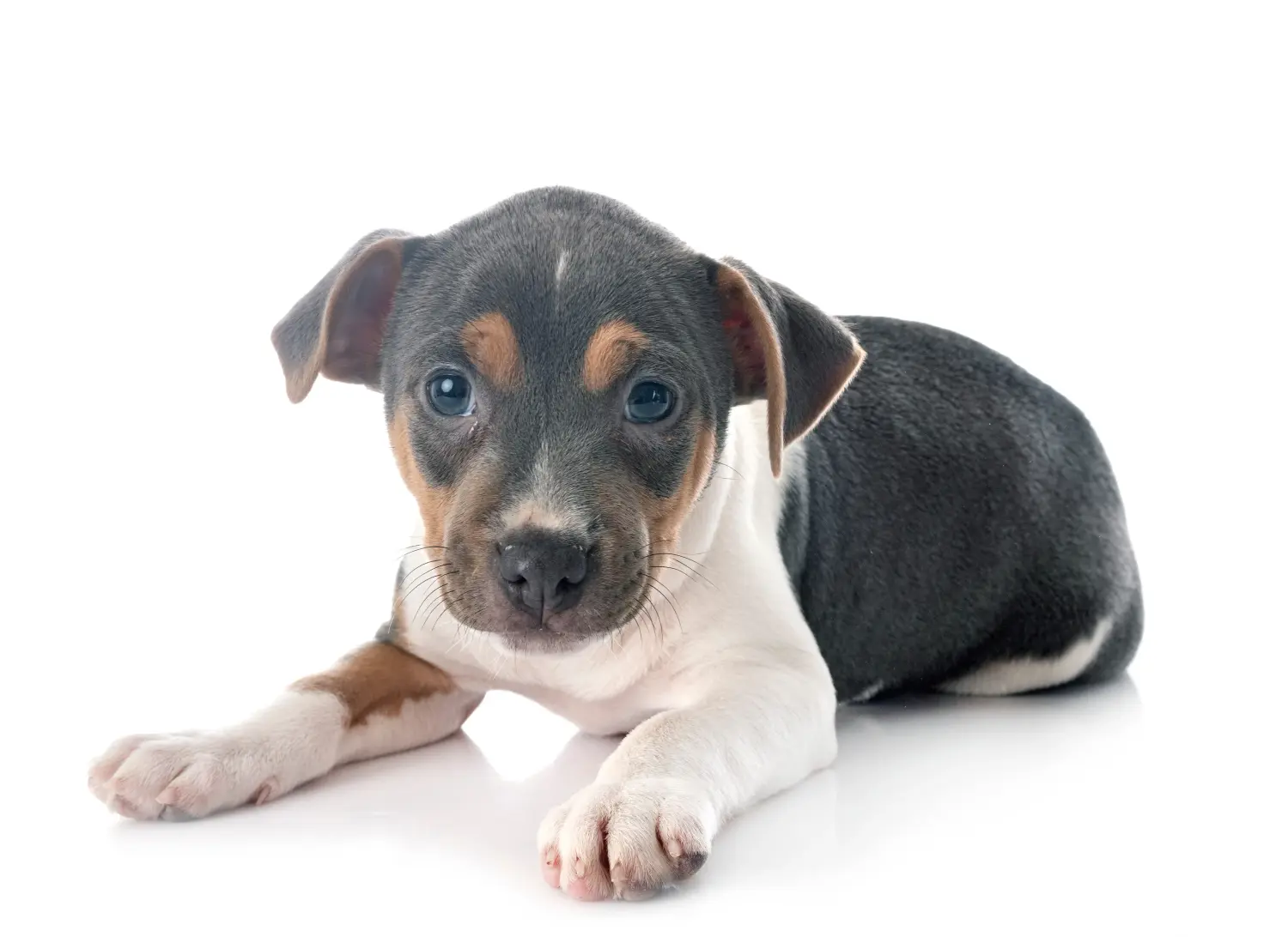 Een Braziliaanse Terrier puppy kopen betekent verantwoordelijkheid nemen! Braziliaanse Terrier puppy kopen.