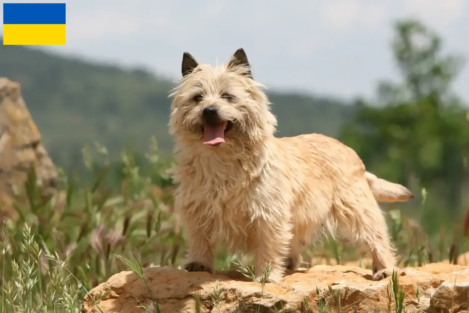 Cairn Terrier puppy's en fokkers Oekraïne Hier vind je Cairn Terrier fokkers in Oekraïne.