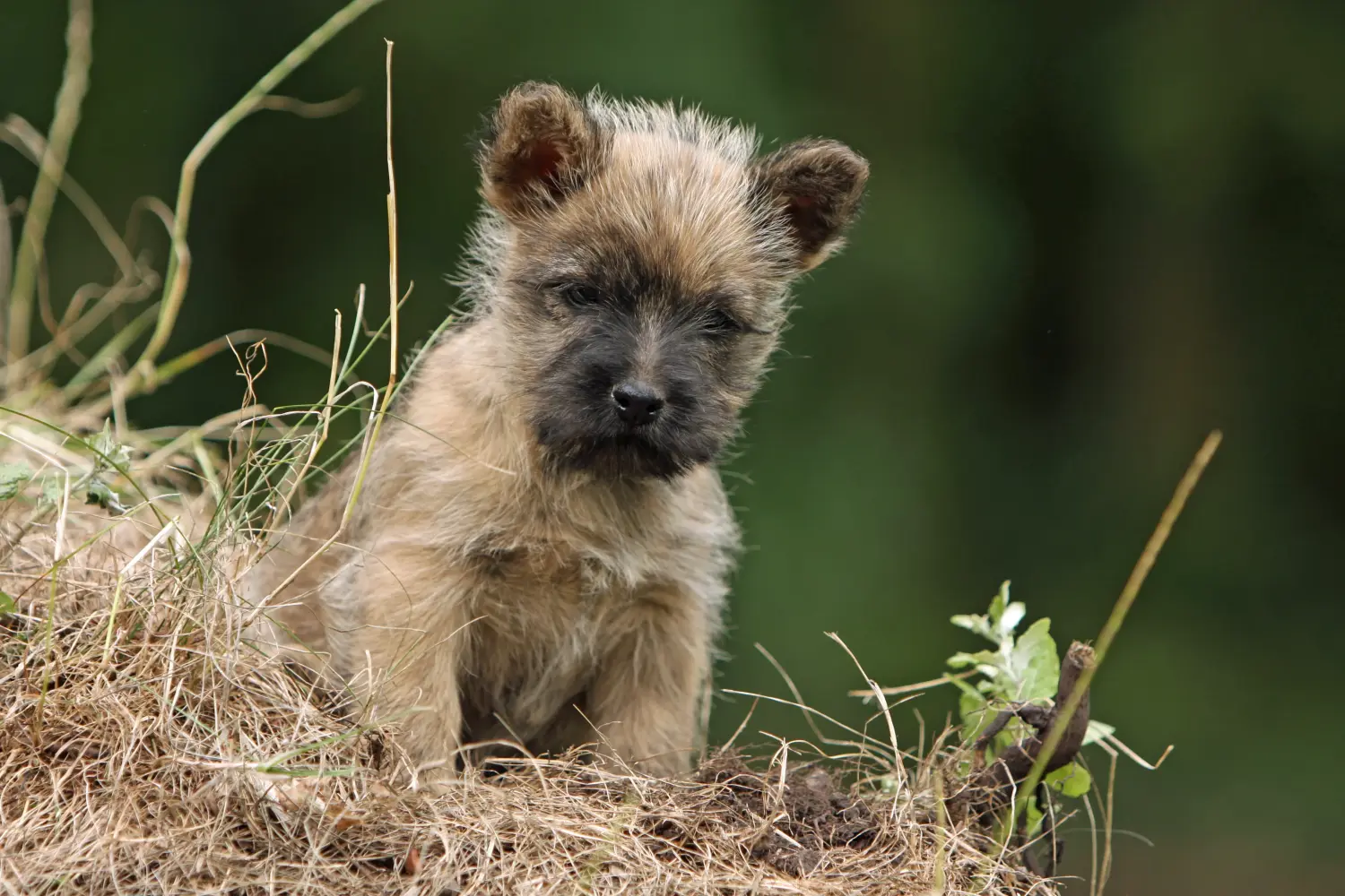 Een Cairn Terrier puppy kopen betekent verantwoordelijkheid nemen! Cairn Terrier puppy kopen.