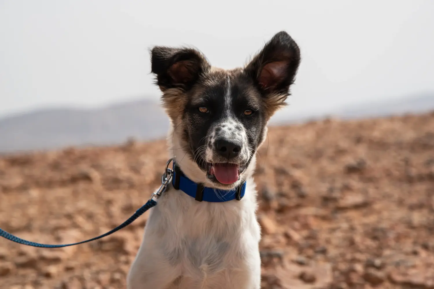 Een Canaan Dog puppy kopen betekent verantwoordelijkheid nemen! Canaan Dog puppy's kopen.