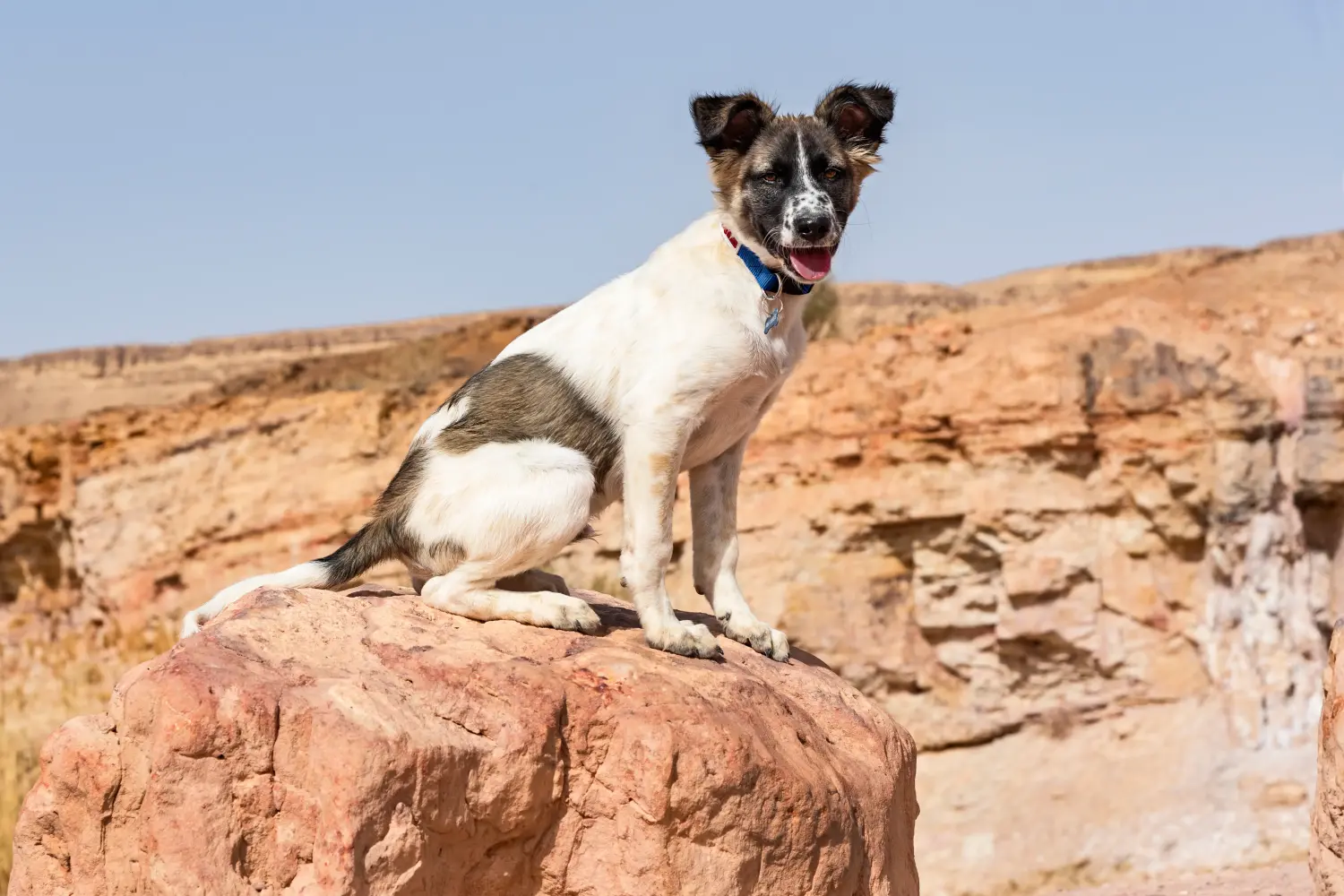 Een Canaan Dog puppy kopen betekent verantwoordelijkheid nemen! Canaan Dog puppy's kopen.