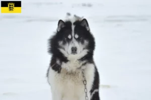 Lees meer over het artikel Canadese Eskimo Hondenfokker en Puppies in Baden-Württemberg