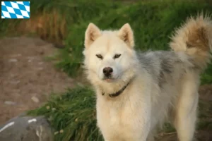 Lees meer over het artikel Canadese Eskimo Hondenfokker en Puppies in Beieren