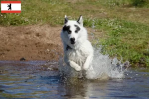 Lees meer over het artikel Canadese Eskimo Hondenfokker en Puppies in Berlijn