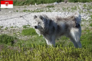 Lees meer over het artikel Canadese Eskimo Hondenfokker en Puppies in Brandenburg