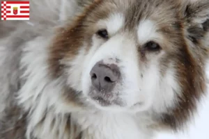 Lees meer over het artikel Canadese Eskimo Hondenfokker en Puppies in Bremen