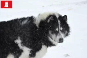 Lees meer over het artikel Canadese Eskimo Hondenfokker en Puppies in Hamburg