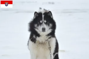 Lees meer over het artikel Canadese Eskimo Hondenfokker en Puppies in Hesse