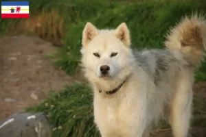 Lees meer over het artikel Canadese Eskimo Hondenfokker en Puppies in Mecklenburg-Vorpommern