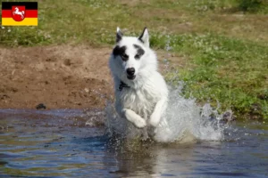 Lees meer over het artikel Canadese Eskimo Hondenfokker en Puppies in Nedersaksen