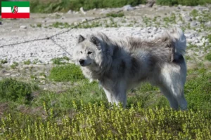 Lees meer over het artikel Canadese Eskimo Hondenfokker en Puppies in Noordrijn-Westfalen