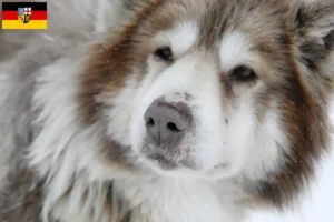 Lees meer over het artikel Canadese Eskimo Hondenfokker en Puppies in Saarland