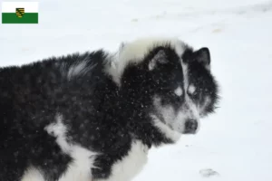 Lees meer over het artikel Canadese Eskimo Hondenfokker en Puppies in Saksen