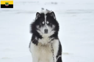 Lees meer over het artikel Canadese Eskimo Hondenfokker en Puppies in Saksen-Anhalt