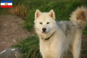 Lees meer over het artikel Canadese Eskimo Hondenfokker en Puppies in Sleeswijk-Holstein