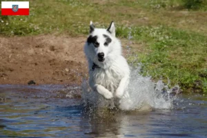 Lees meer over het artikel Canadese Eskimo Hondenfokker en Puppies in Thüringen