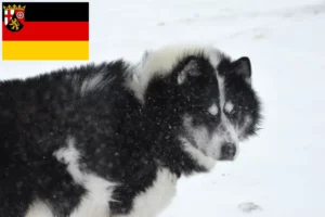 Lees meer over het artikel Canadese Eskimo Hondenfokker en Puppies in Rijnland-Palts