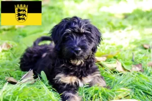 Lees meer over het artikel Cão da Serra de Aires fokkers en pups in Baden-Württemberg