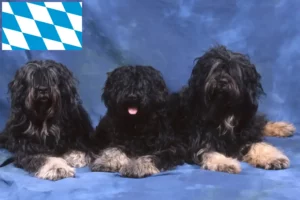 Lees meer over het artikel Cão da Serra de Aires fokkers en puppies in Beieren